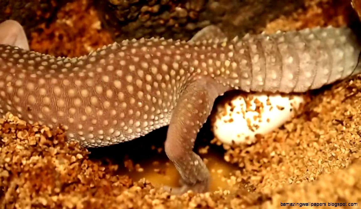 Leopard Gecko Laying Eggs YouTube Leopard Gecko Laying Eggs YouTube