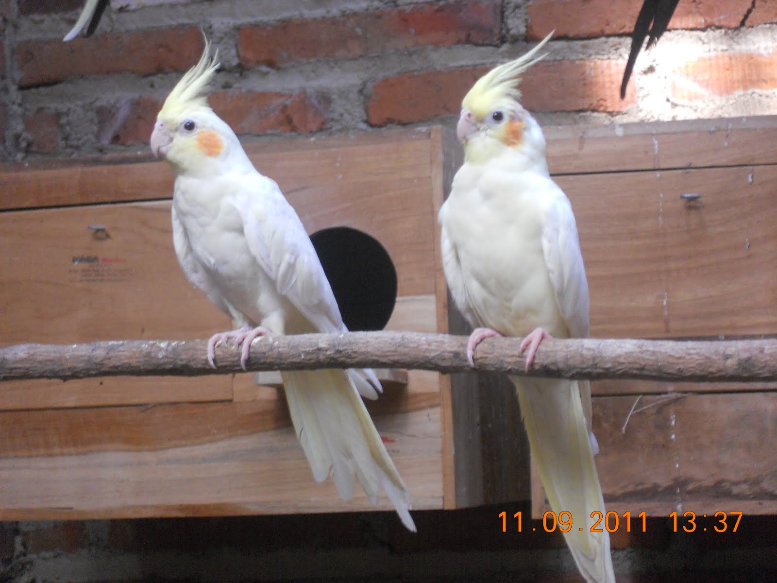 Foto Breeder Parkit Australia