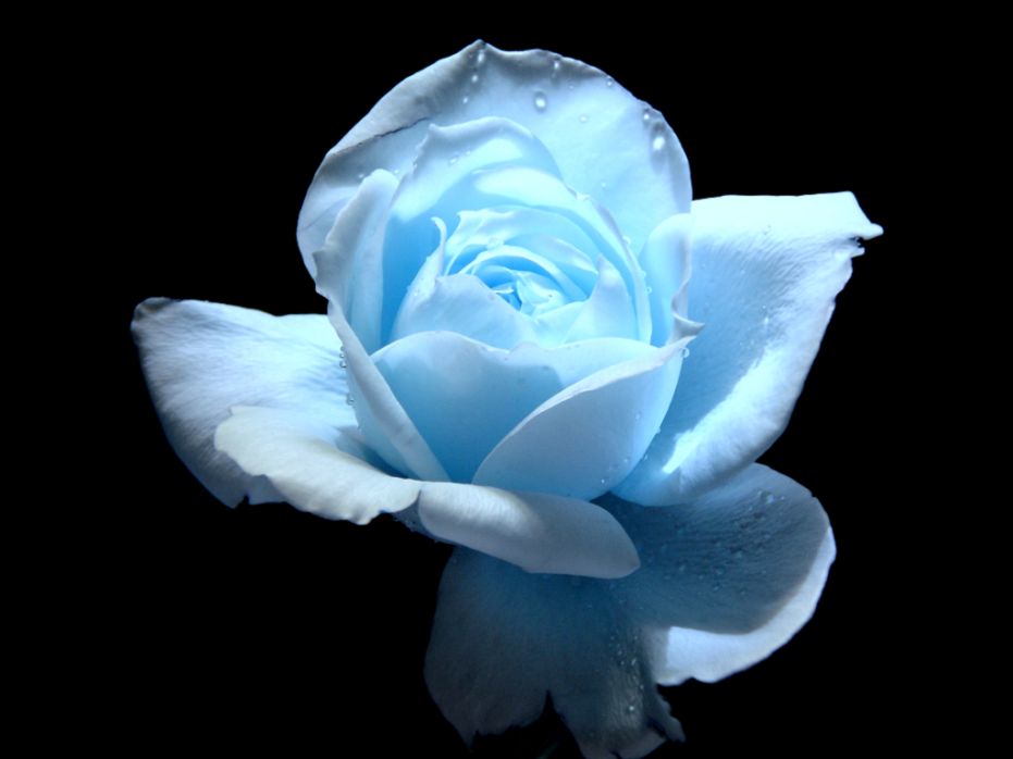 Sky Blue Rose Flower Wallpaper Bouquet Idea Sky Blue Rose Flower Wallpaper Bouquet Idea