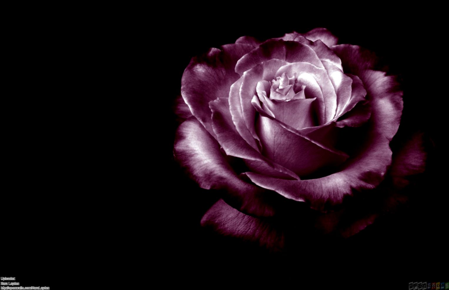 Dark purple rose wallpaper 24842 Open Walls Dark purple rose wallpaper 24842 Open Walls