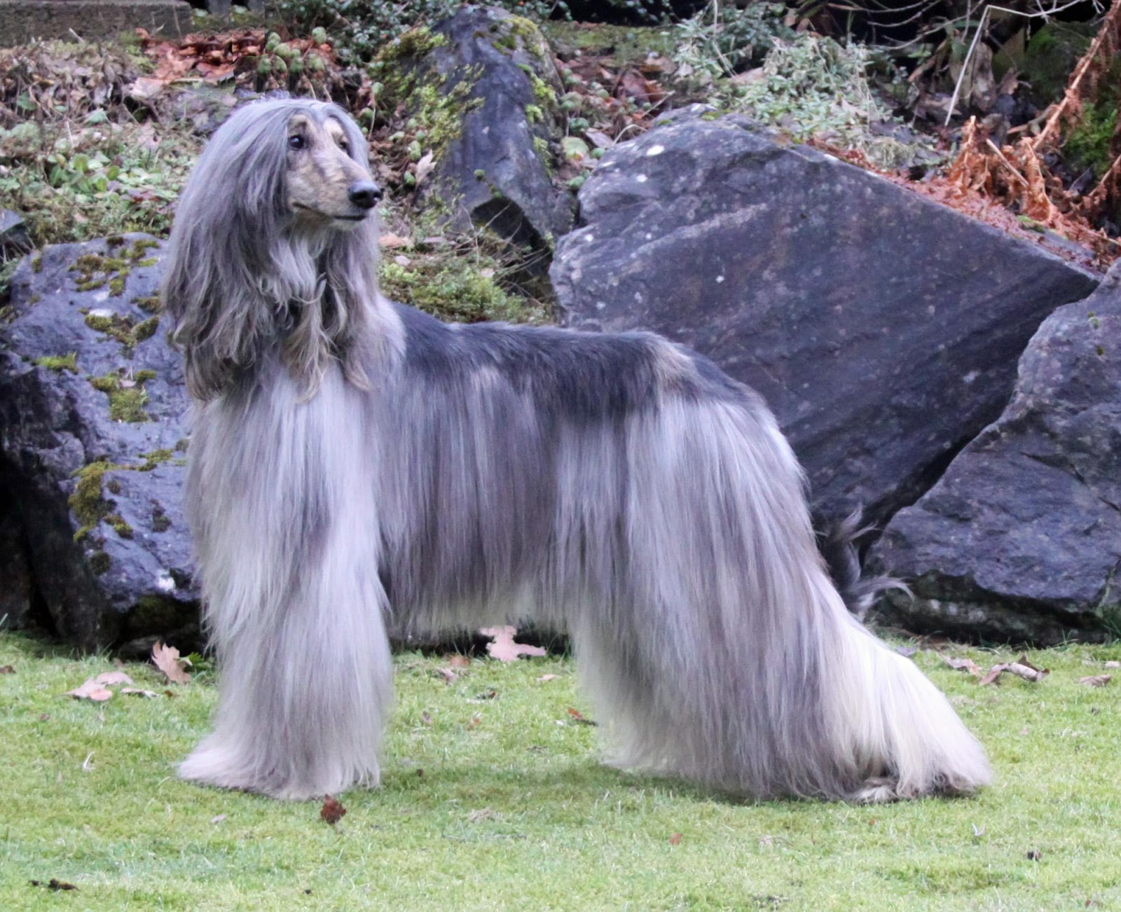 Afghan Hound