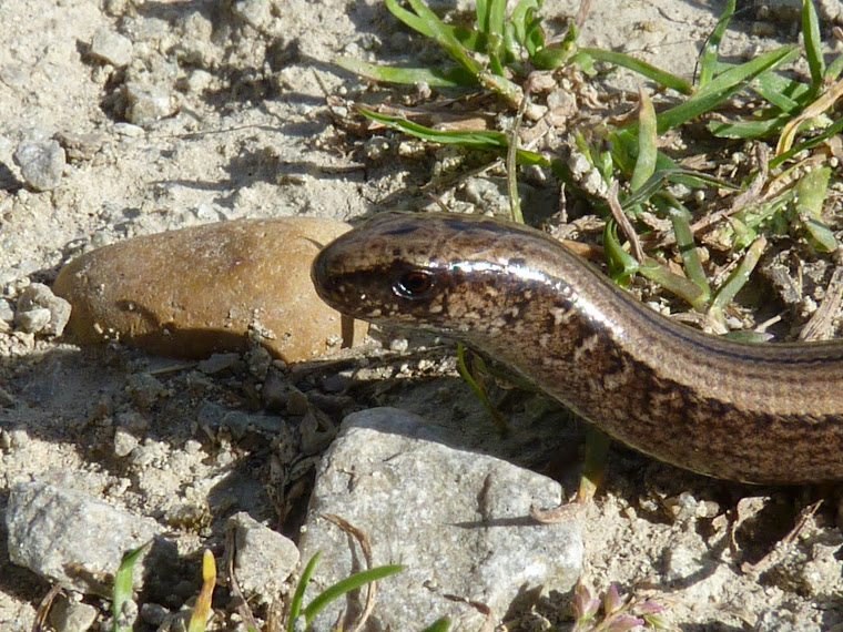 Slow Worm