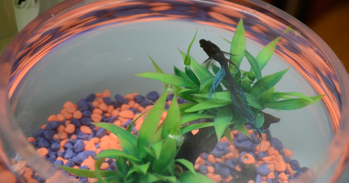 Small Animal Talk Does a goldfish have a three second memory and other