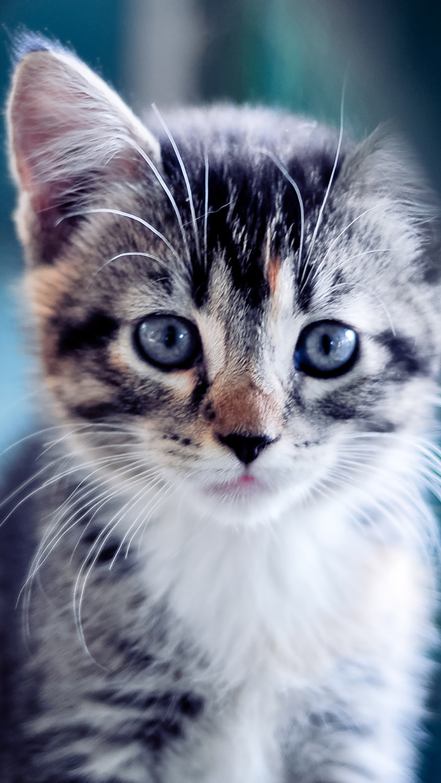 画像 画像 めっちゃ可愛い猫のスマホ用壁紙まとめ 随時更新 Naver まとめ