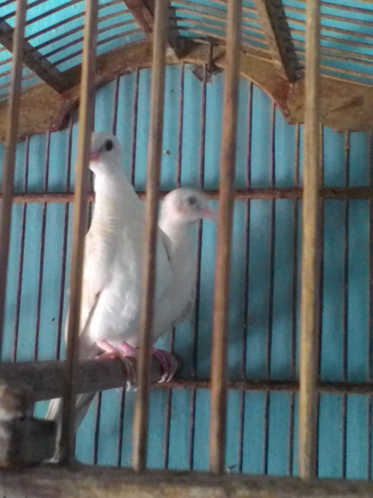 JUAL KUTUT Perkutut Putih Mata Merah Sepasang Dewasa