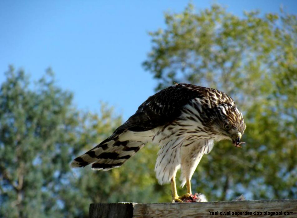 Michigan Hawks Birds of Prey Michigan Hawks Birds of Prey