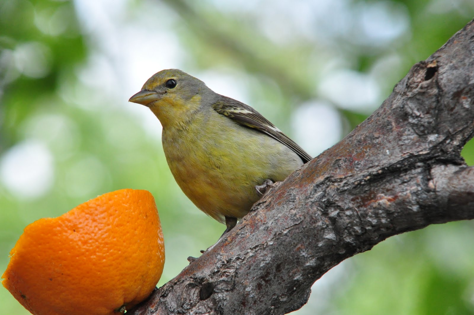 Birds of Madison County Western Tanagers attack oranges