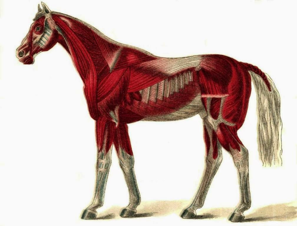 Horse Diseases