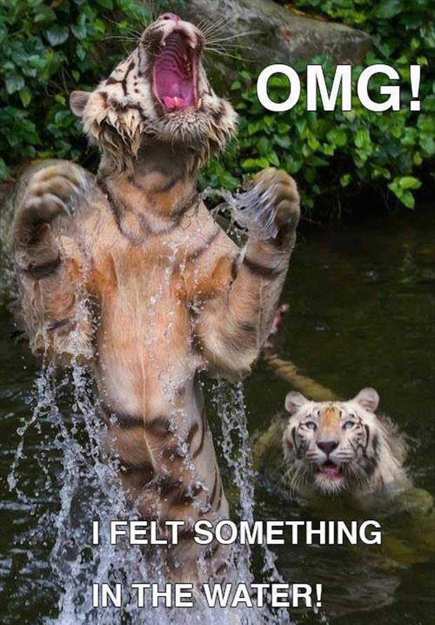 30 Funny animal captions - part 12 (30 pics), animal memes, animal pictures with captions, funny memes, funny animals