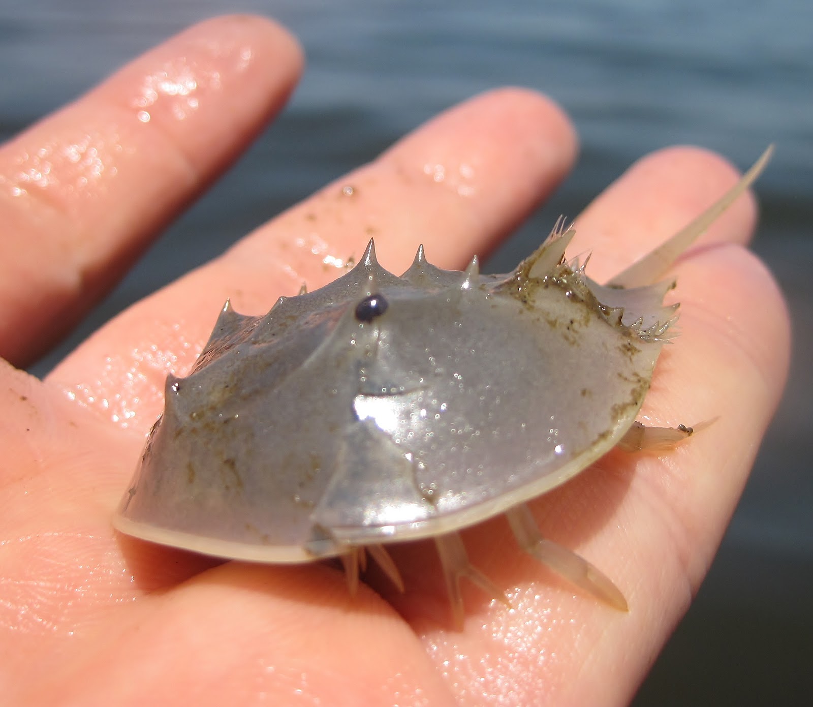 Nature on the Edge of New York City The Early Years of a Horseshoe