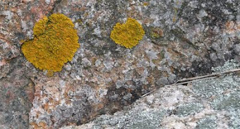 Lichens