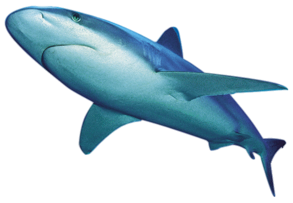 ZOOM DISEÑO Y FOTOGRAFIA: delfines,tiburones y orcas,fondo transparente