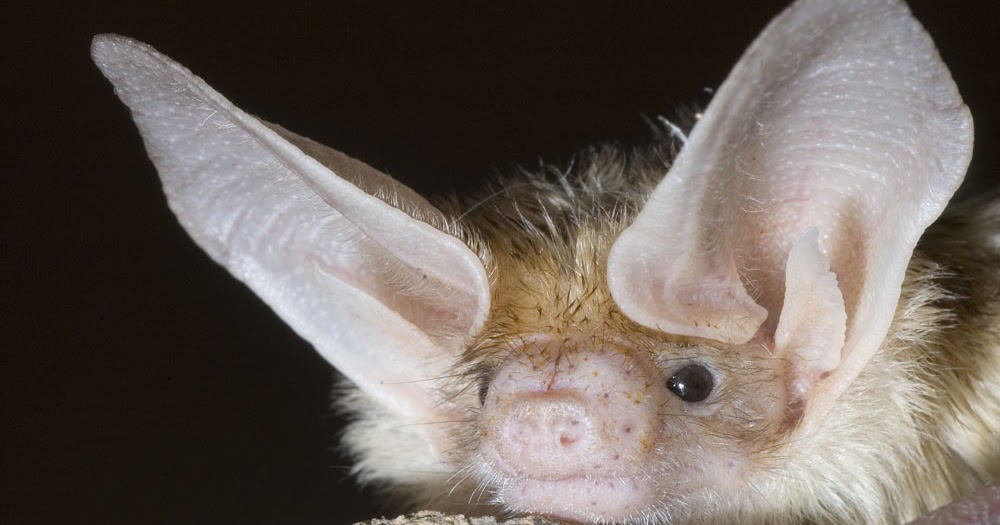 Cosmetic-Plastic Surgeon: PROMINENT EARS OR BAT EARS