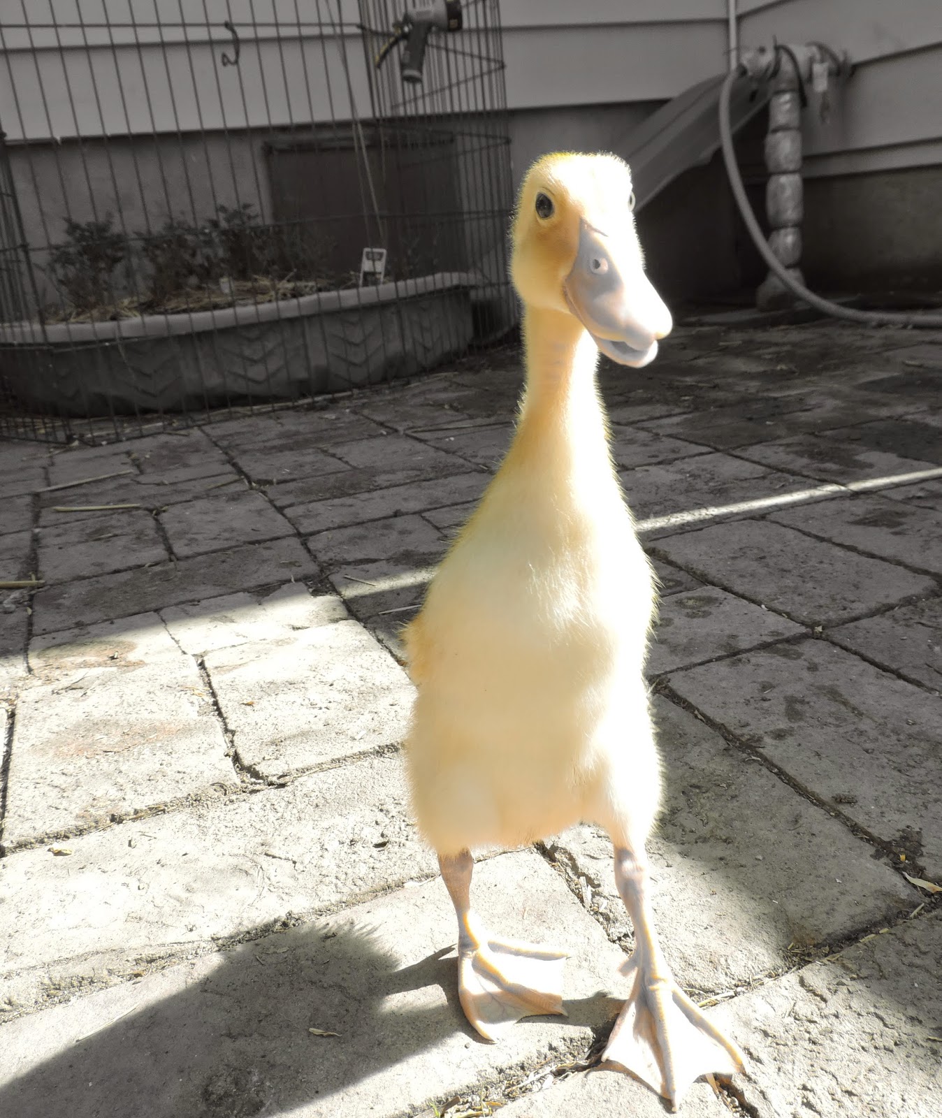 Henry, the Indian Runner Duck, Story