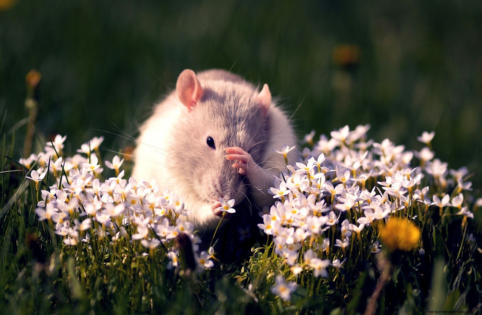 Mouse Animal and Flower Mouse Animal and Flower