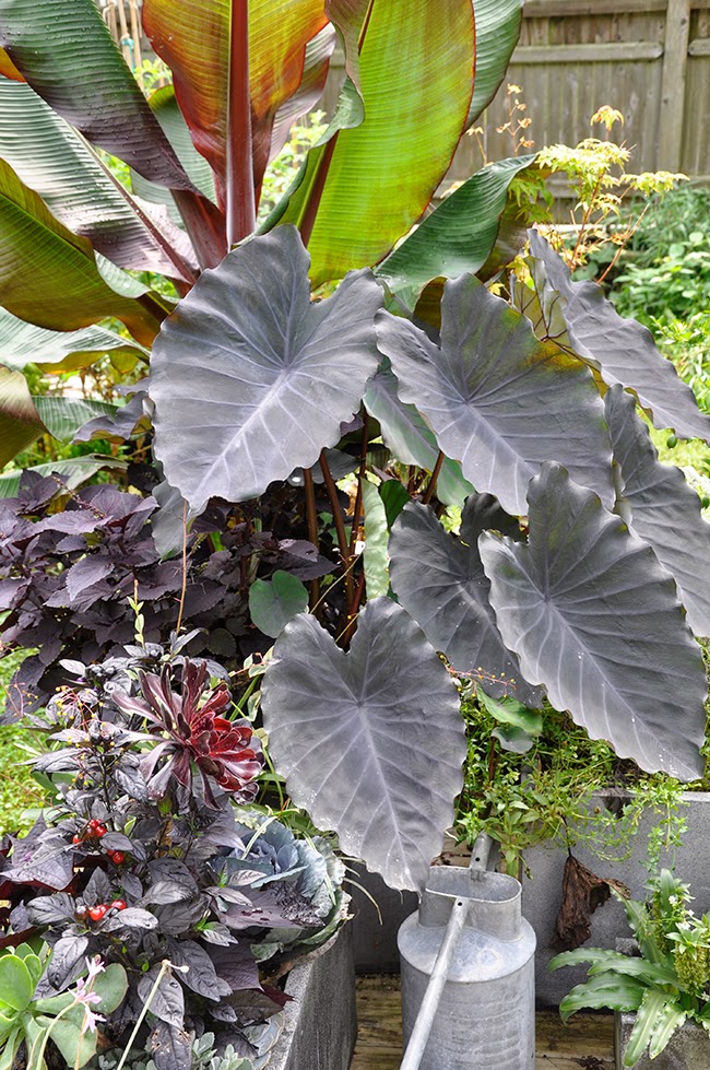 Ker Asie Un Jardin Du Morbihan