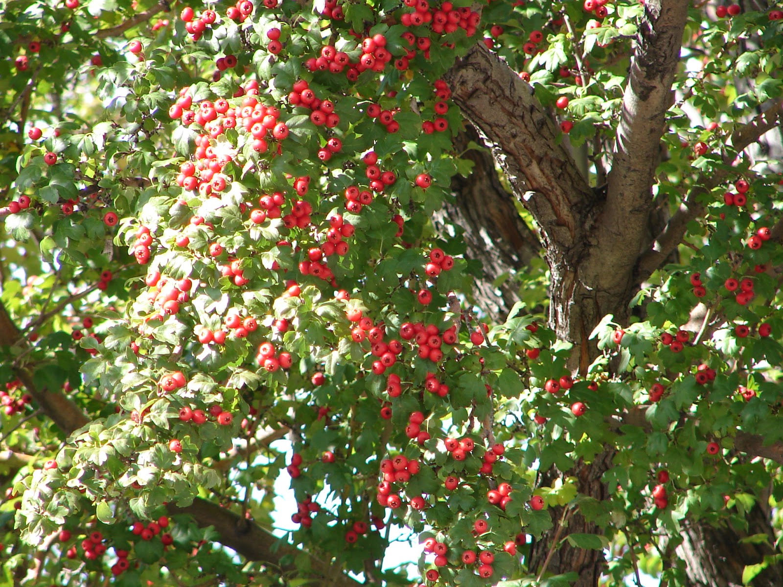 New Utah Gardener Hawthorn Small Waterwise Tree For Utah Landscapes