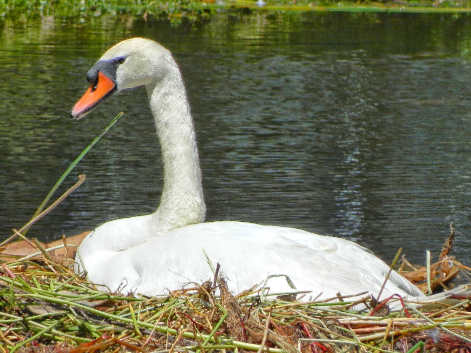Lise's Log Cabin Life Nesting Mute Swan