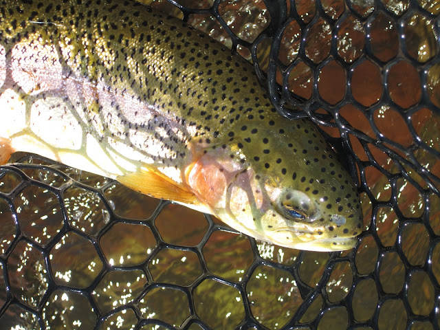 Roaring+Fork+rainbow+trout+with+Jay+Scott+Outdoors.JPG