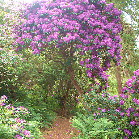 Deer Park Hotel Golf Spa  Rhododendron Gardens  Howth Castle