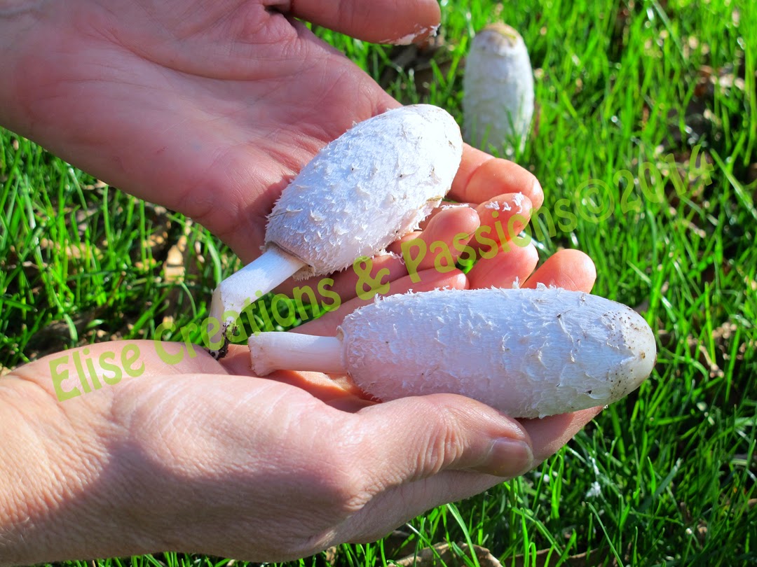 Elise Creations & Passions Foraging Wild Vermont Mushrooms