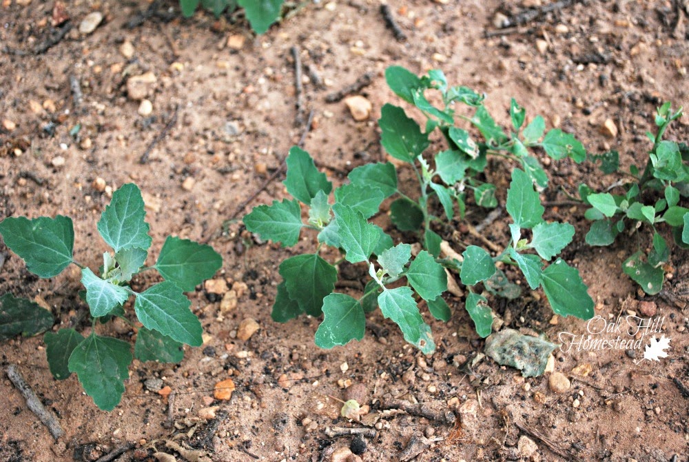 Lambsquarters Oak Hill Homestead