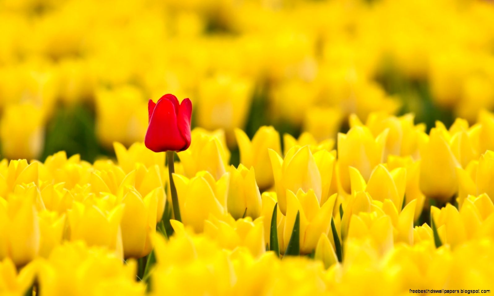 Spring Red Yellow Tulips Hd Wallpaper Desktop 1680x1050PX Tulips Spring Red Yellow Tulips Hd Wallpaper Desktop 1680x1050PX Tulips