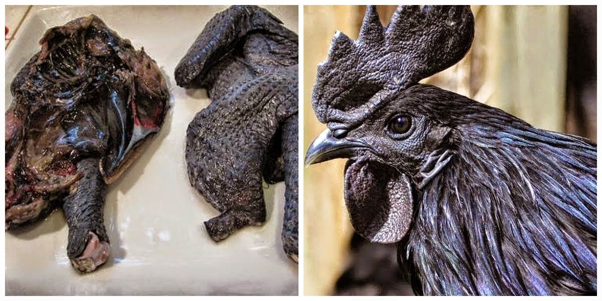 Hewan Berwarna Hitam Dengan Mitos Uniknya | KASKUS