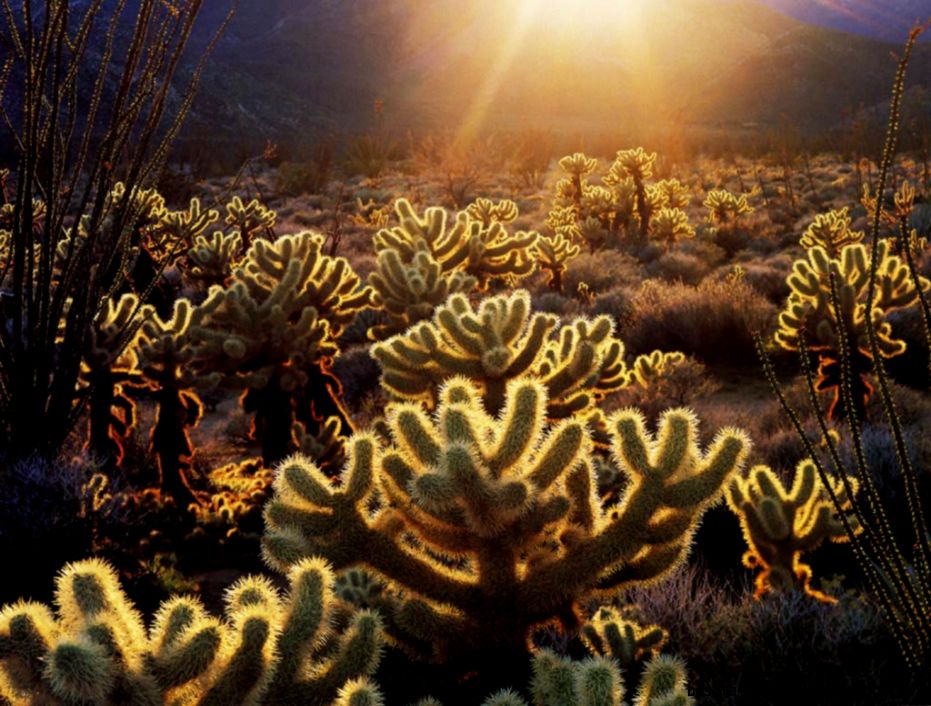 Desktop Wallpaper · Gallery · Nature · Teddy bear cholla cactus Desktop Wallpaper · Gallery · Nature · Teddy bear cholla cactus