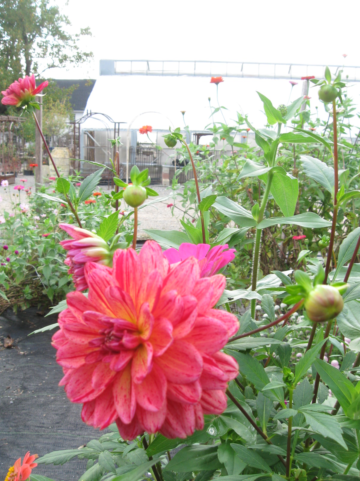 Get Growing Overwintering Dahlias
