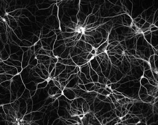 sieć neuronowa