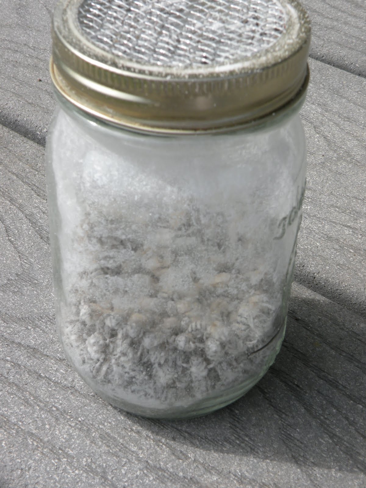 My Bee Journey Varroa mite sugar shake test