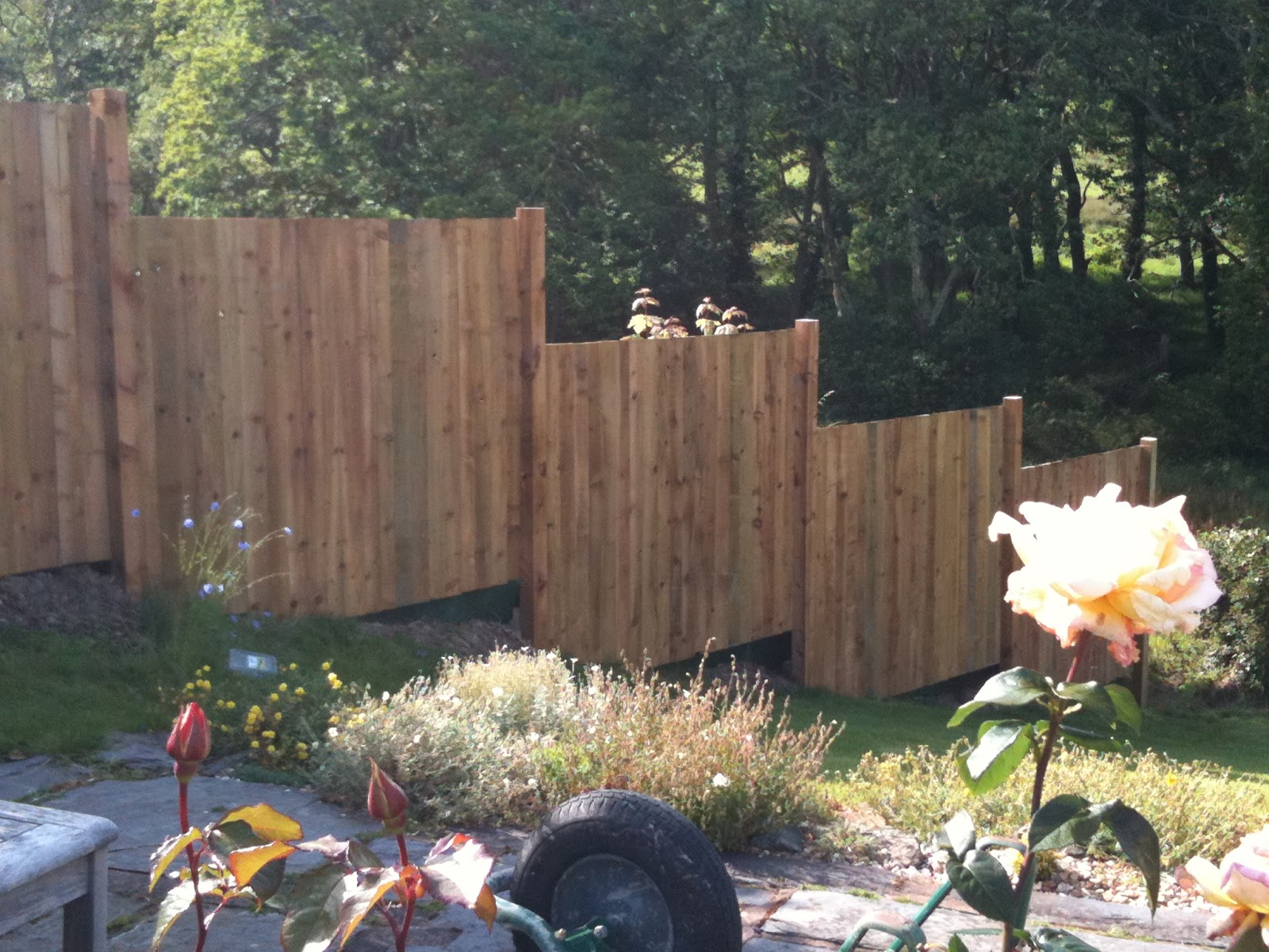 Sprinkler Juice Fast Growing Trees And Bushes To Provide Privacy