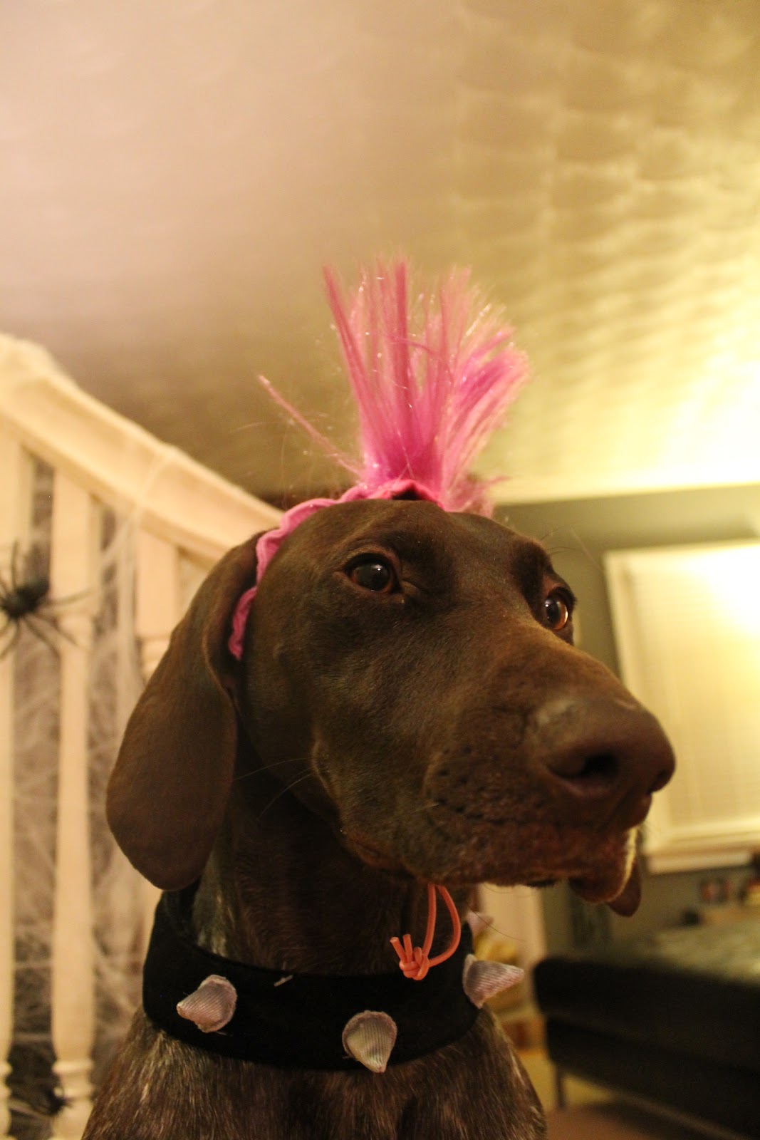 dog costumes halloween banana vo toys