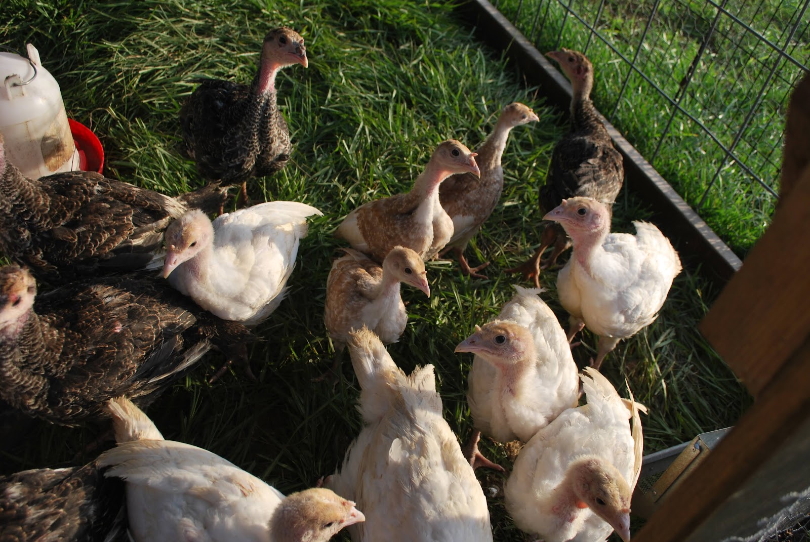 HighTail Farms Tractor Turkeys