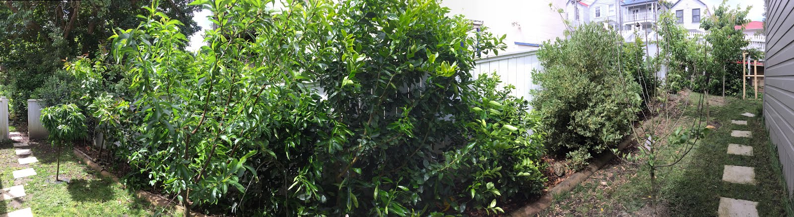 Garden Amateur Too Easy