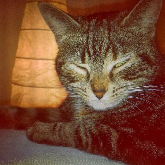 IBS Relief IBS Treatment Irritable Bowel Syndrome and its Effects on