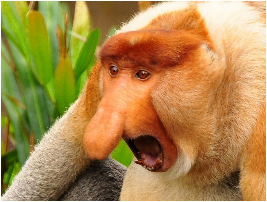 印尼的長鼻猴的圖片搜尋結果