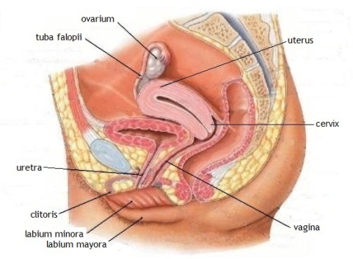 organ reproduksi perempuan organ reproduksi perempuan