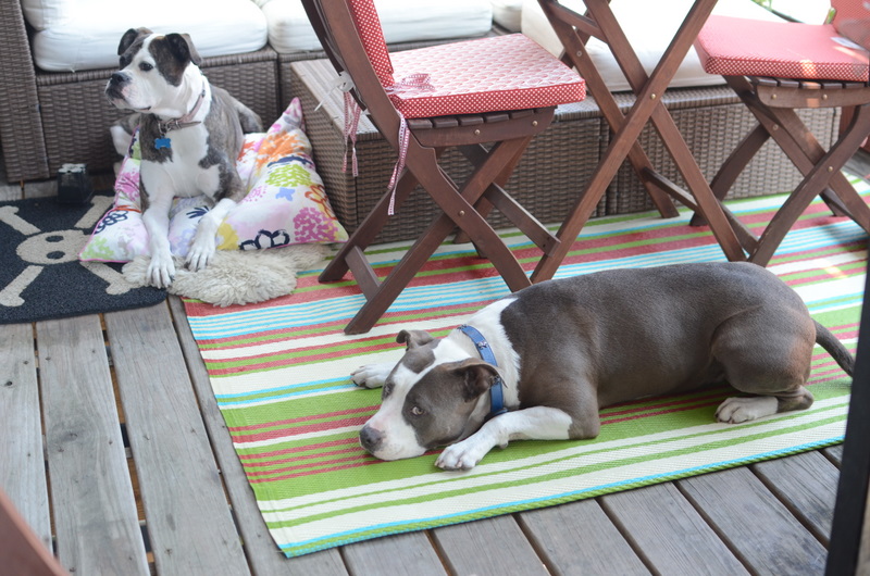 Two Pitties in the City DoggyStyle The Outdoor Dog Resistant Rug