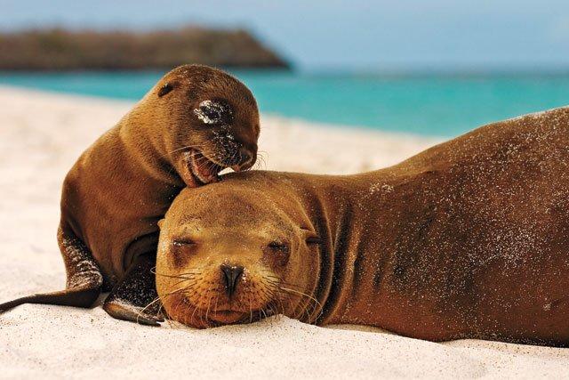 Island Galapagos