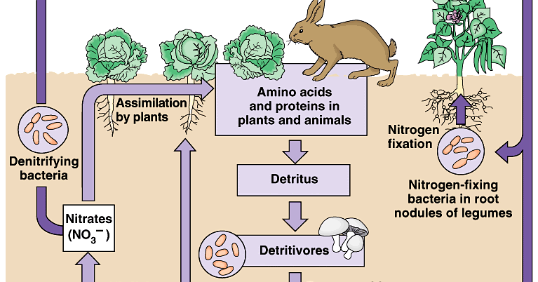 Siklus Nitrogen ~ Didofreak