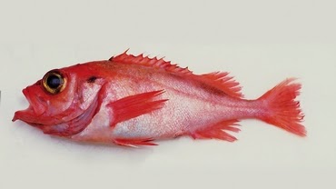 Beaked redfish