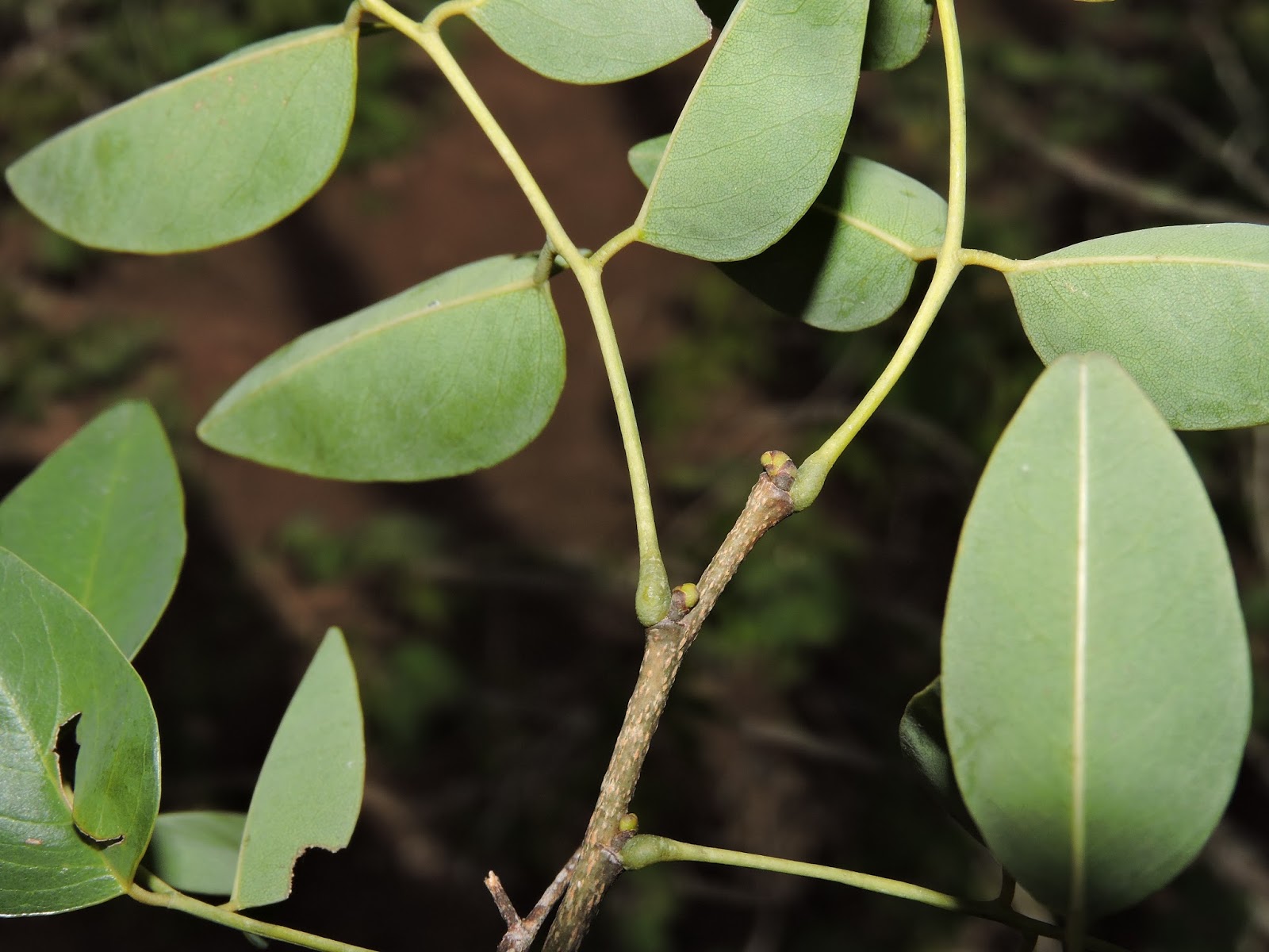 The Flowering plants (Leguminosae Fabaceae) Dalbergia