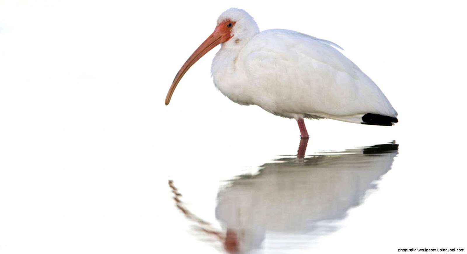 White Ibis Wallpapers HD Animals White Ibis Wallpapers HD Animals