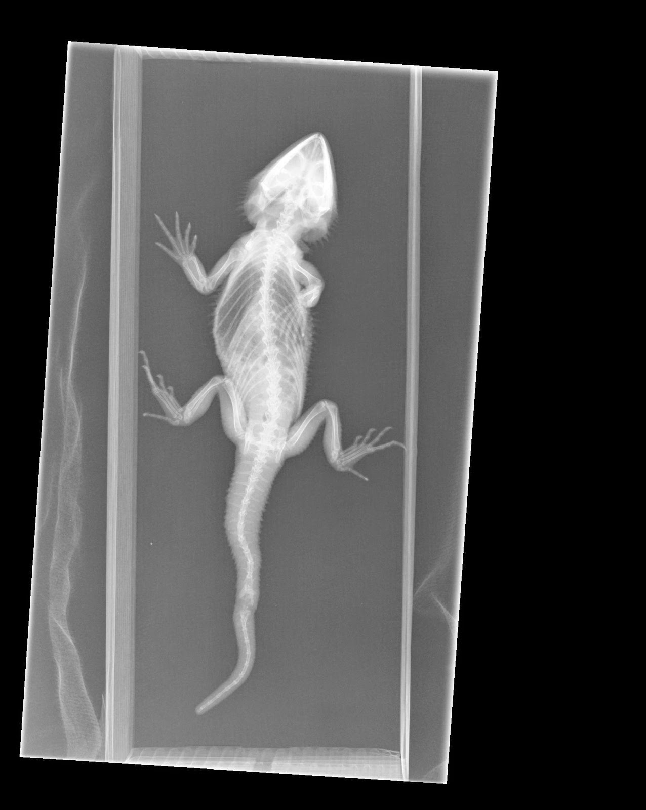 Small Animal Talk Glenn the bearded dragon