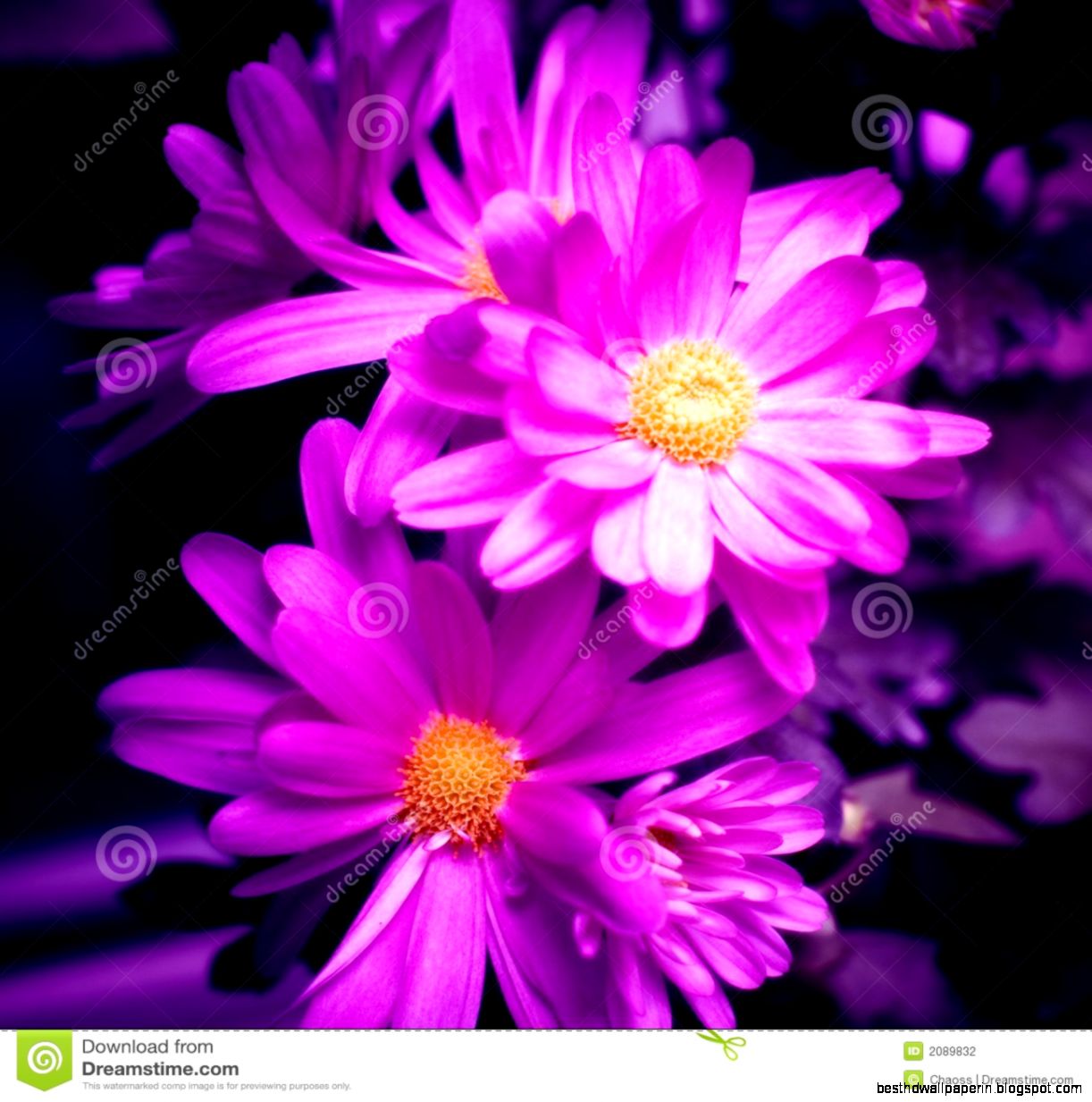 Purple Flowers Stock Photography Image 2089832 Purple Flowers Stock Photography Image 2089832