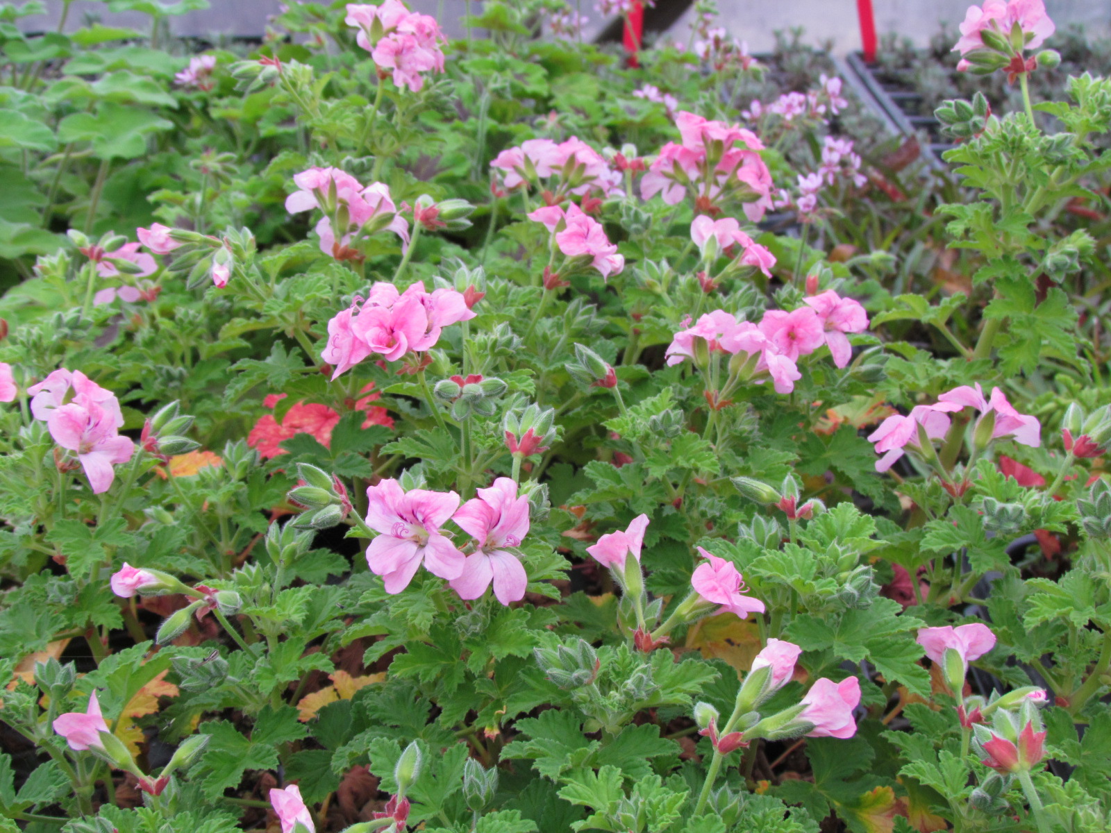 Thyme On My Hands Scented Geraniums!