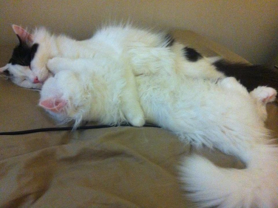 My Cat Mo's FHO Surgery Progress Day 8 Post FHO surgery