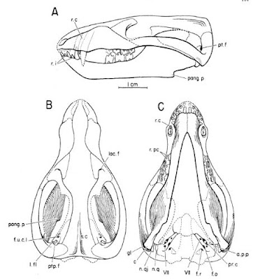 skull